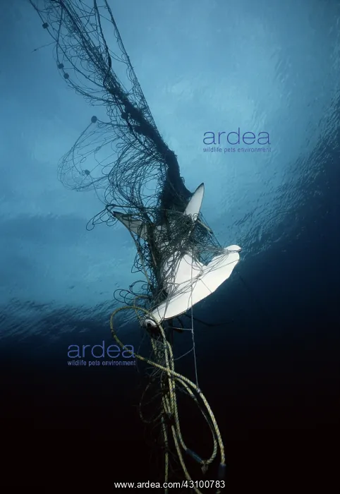 : Hammerhead Shark Drowned by Net : Hammerhead Shark Drowned by Net