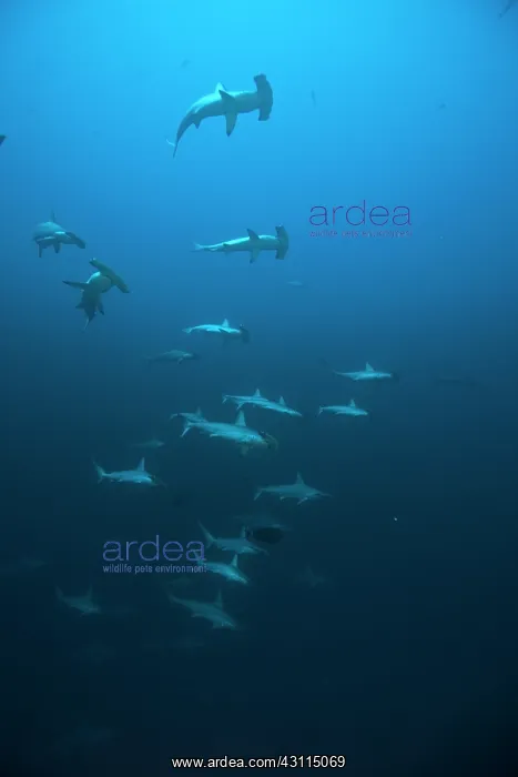 : Hammerhead sharks swimming near a reef archipelago : Hammerhead sharks swimming near a reef archipelago