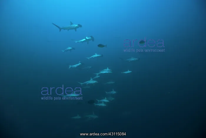 : Hammerhead sharks swimming near a reef archipelago : Hammerhead sharks swimming near a reef archipelago