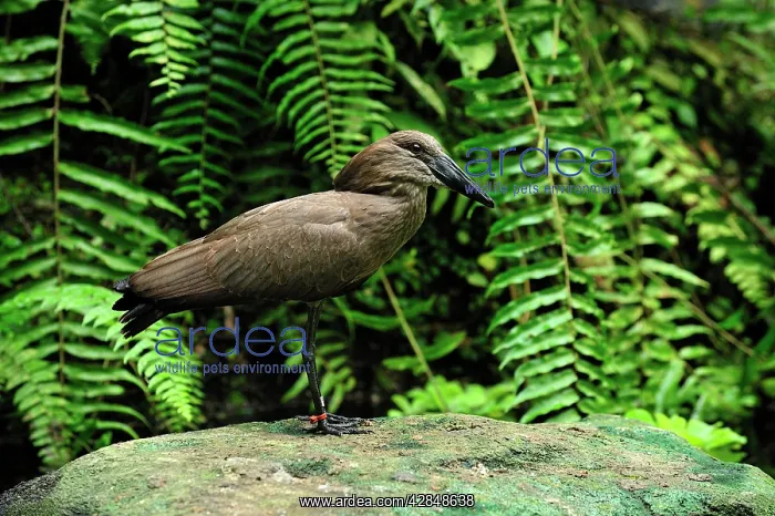 : Hammerkop (Scopus umbretta). Masoala National Park - Madagascar : Hammerkop (Scopus umbretta). Masoala National Park - Madagascar