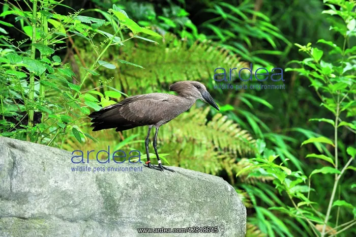 : Hammerkop (Scopus umbretta). Masoala National Park - Madagascar : Hammerkop (Scopus umbretta). Masoala National Park - Madagascar