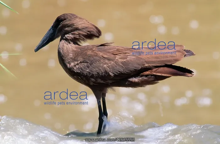  : Hammerkop (Scopus umbretta). Africa