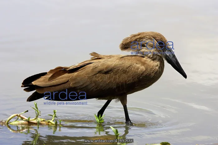 : Hammerkop (Scopus umbretta). Awassa Ethiopia : Hammerkop (Scopus umbretta). Awassa Ethiopia