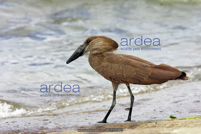 : Hammerkop. (Scopus umbretta). Awassa Ethiopia : Hammerkop. (Scopus umbretta). Awassa Ethiopia