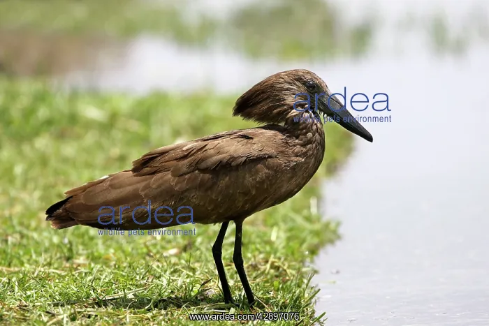 : Hammerkop (Scopus umbretta). Ziway, Arsi Region, Ethiopia : Hammerkop (Scopus umbretta). Ziway, Arsi Region, Ethiopia