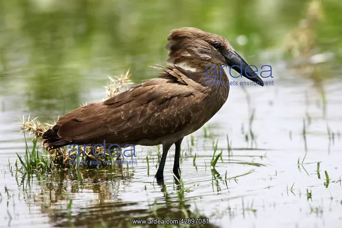 : Hammerkop (Scopus umbretta). Ziway, Arsi Region, Ethiopia : Hammerkop (Scopus umbretta). Ziway, Arsi Region, Ethiopia