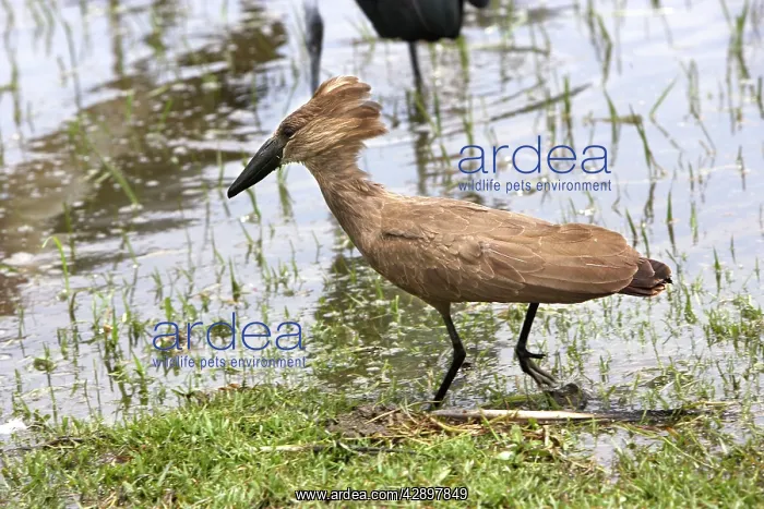 : Hammerkop (Scopus umbretta). Ziway - Ethiopia : Hammerkop (Scopus umbretta). Ziway - Ethiopia