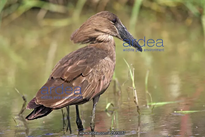 : Hammerkop (Scopus umbretta). Bale Mountains - Ethiopia : Hammerkop (Scopus umbretta). Bale Mountains - Ethiopia