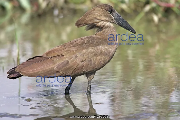 : Hammerkop (Scopus umbretta). Bale Mountains - Ethiopia : Hammerkop (Scopus umbretta). Bale Mountains - Ethiopia