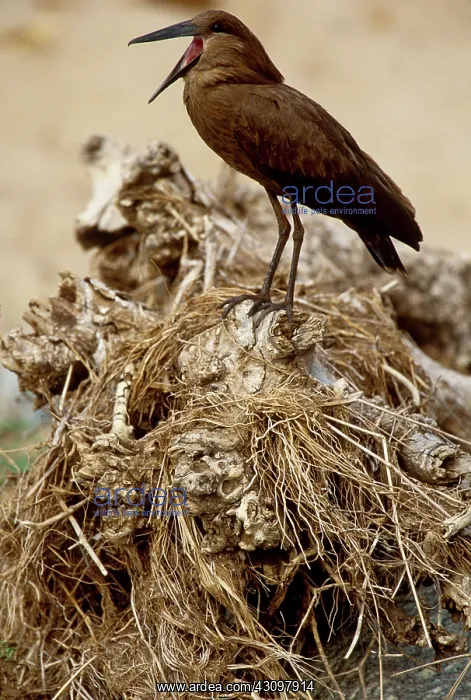 : Hammerkop (Scopus umbretta) Tarangine National Park, Tanzania, Africa : Hammerkop (Scopus umbretta) Tarangine National Park, Tanzania, Africa