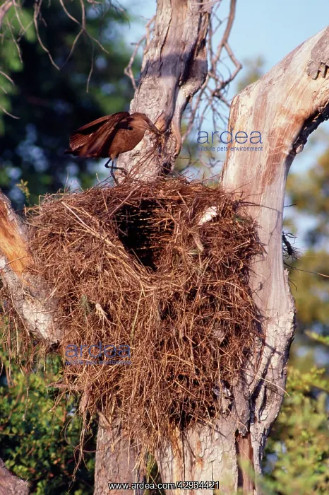 : Hammerkop - building nest