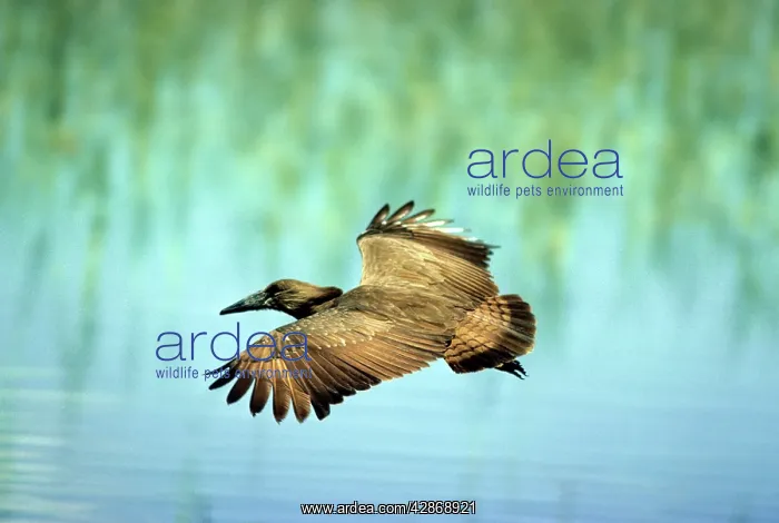 : HAMMERKOP - IN FLIGHT