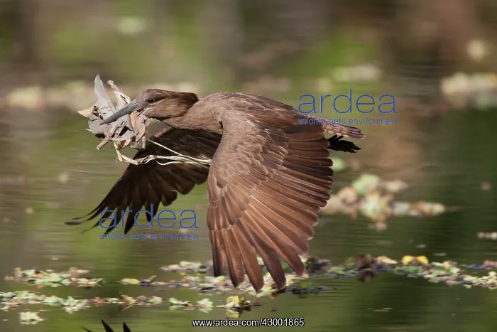: Hammerkop in flight carrying nesting material : Hammerkop in flight carrying nesting material