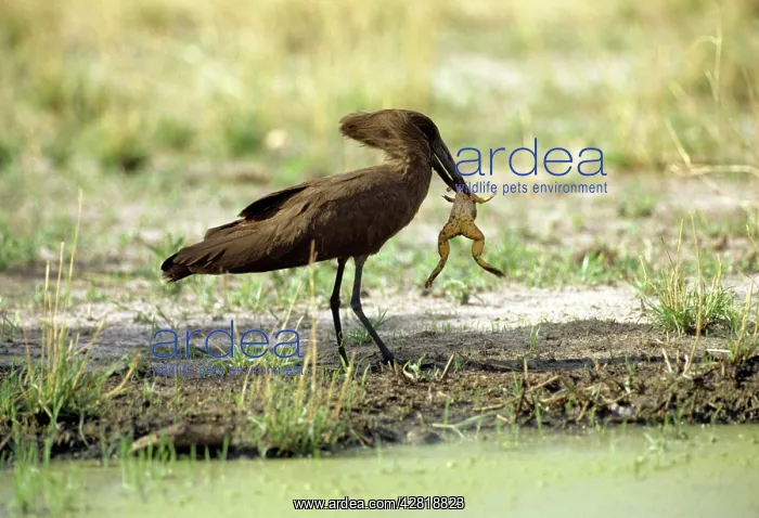 : Hammerkop - with Frog : Hammerkop - with Frog
