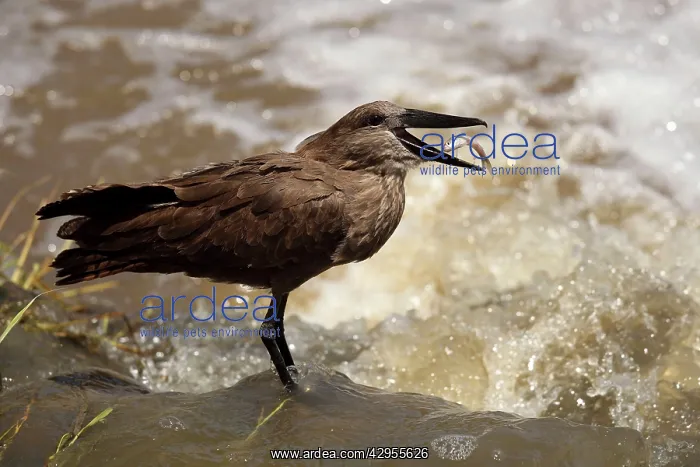 : Hammerkop / Hammerkopf / Hammerhead / Hammerhead : Hammerkop / Hammerkopf / Hammerhead / Hammerhead