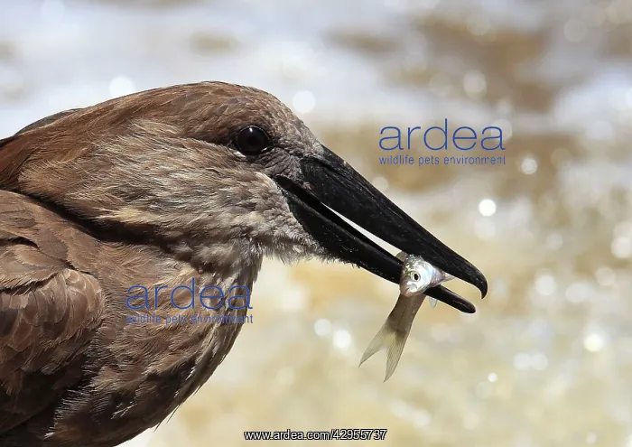 : Hammerkop / Hammerkopf / Hammerhead / Hammerhead : Hammerkop / Hammerkopf / Hammerhead / Hammerhead