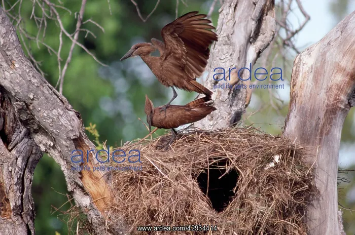 : Hammerkop - at nest displaying : Hammerkop - at nest displaying