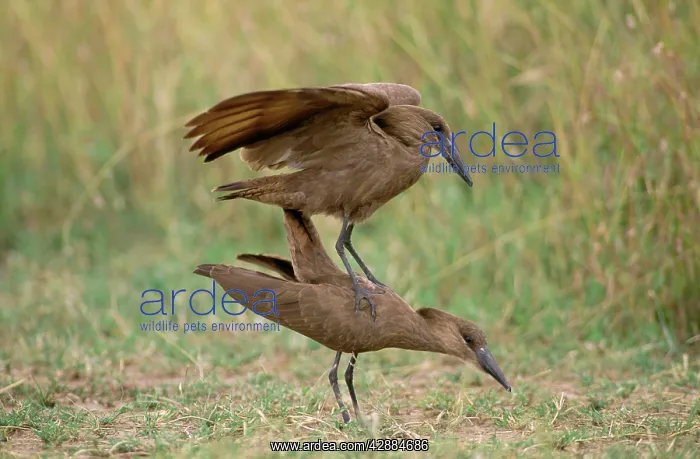  : Hammerkop - pair mating