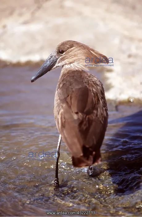 : Hammerkop - wading : Hammerkop - wading