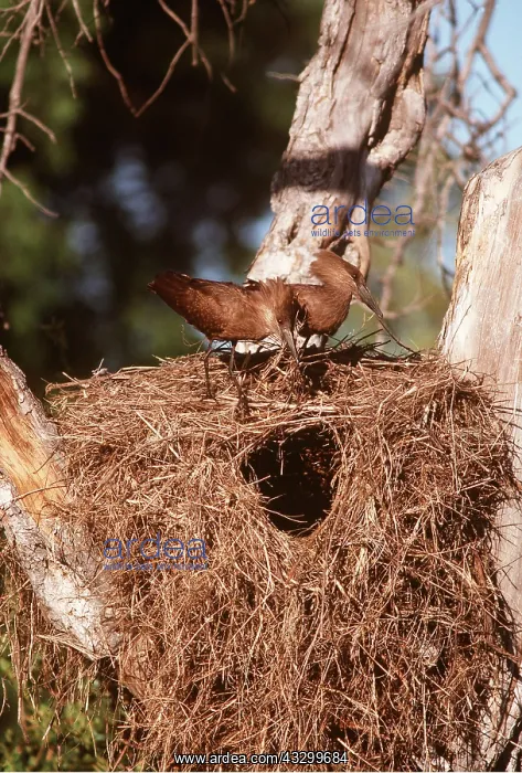: HAMMERKOPS - building a nest : HAMMERKOPS - building a nest