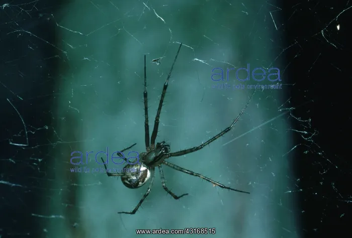 : Hammock Spider : Hammock Spider