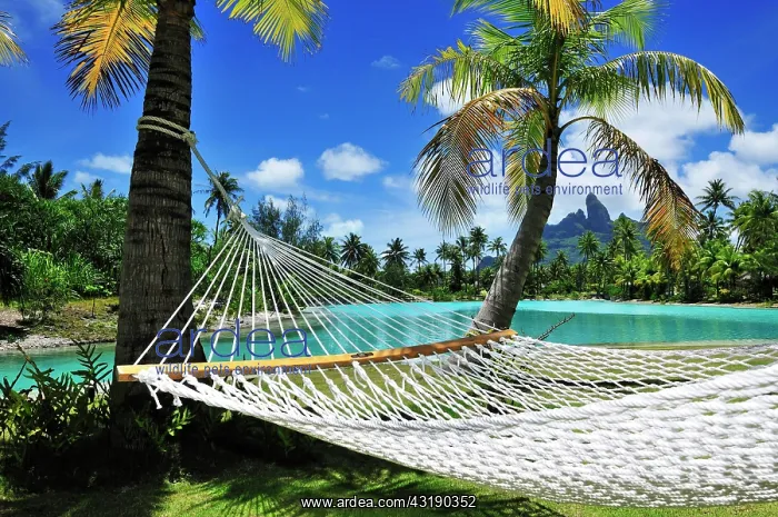 : Hammock, St. Regis Bora Bora Resort, Bora Bora : Hammock, St. Regis Bora Bora Resort, Bora Bora