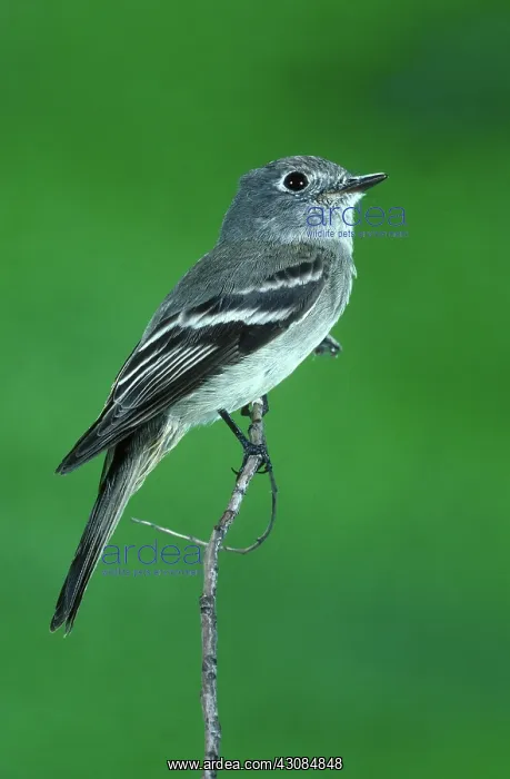 : Hammond's Flycatcher : Hammond's Flycatcher