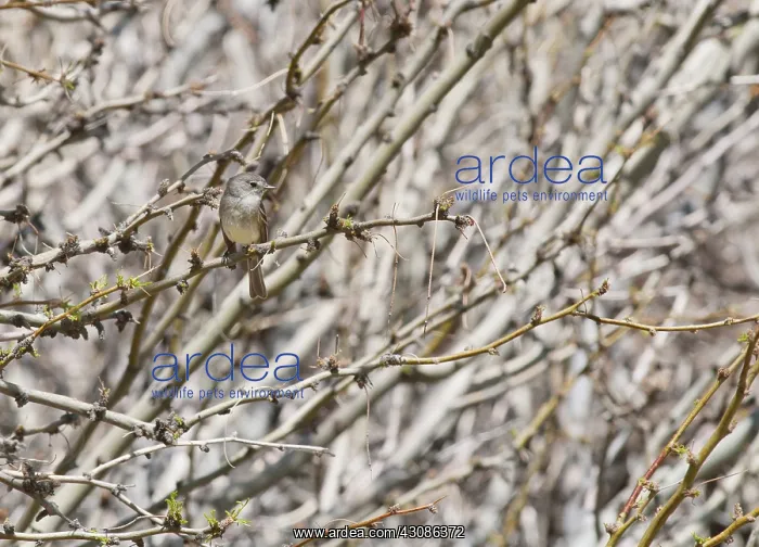  : Hammond's flycatcher