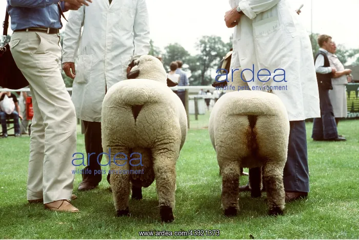 : HAMPSHIRE DOWN SHEEP - At show : HAMPSHIRE DOWN SHEEP - At show