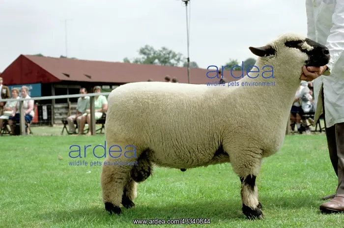 : Hampshire Down SHEEP - standing with owner, side profile : Hampshire Down SHEEP - standing with owner, side profile