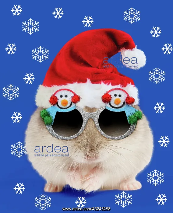 : Hamster - wearing Christmas hat and snowman sunglasses Digital Manipulation : Hamster - wearing Christmas hat and snowman sunglasses Digital Manipulation