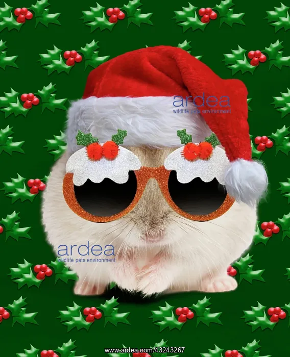 : Hamster - wearing Christmas hat and Christmas pudding sunglasses Digital Manipulation : Hamster - wearing Christmas hat and Christmas pudding sunglasses Digital Manipulation