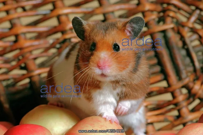 : Hamster in basket with apples, closeup : Hamster in basket with apples, closeup