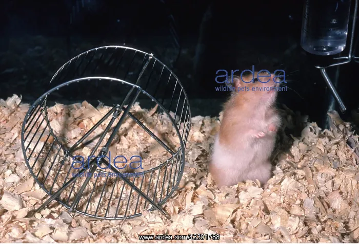 : HAMSTER IN CAGE - in cage, with wheel : HAMSTER IN CAGE - in cage, with wheel