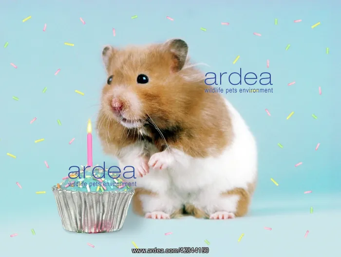  : Hamster - with cake and candle