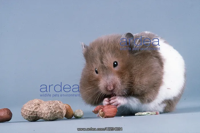 : HAMSTER - with full cheek pouches : HAMSTER - with full cheek pouches