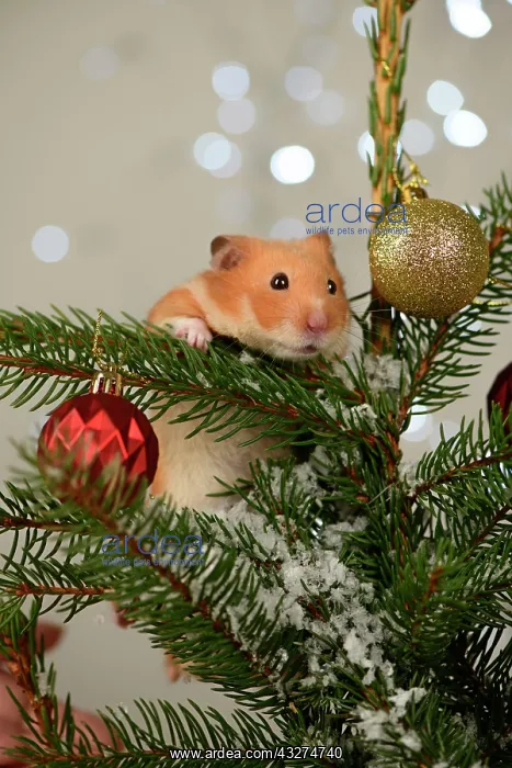 : Hamster, in a decorated Christmas tree : Hamster, in a decorated Christmas tree