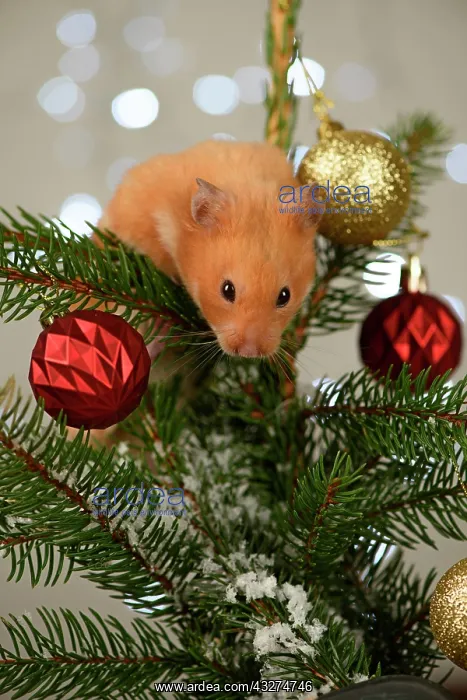 : Hamster, in a decorated Christmas tree : Hamster, in a decorated Christmas tree