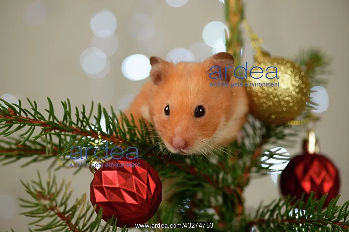 : Hamster, in a decorated Christmas tree : Hamster, in a decorated Christmas tree
