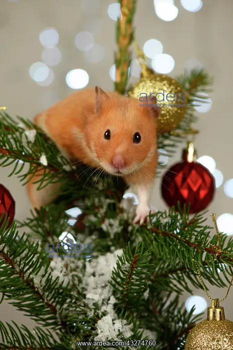 : Hamster, in a decorated Christmas tree : Hamster, in a decorated Christmas tree