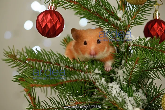 : Hamster, in a decorated Christmas tree : Hamster, in a decorated Christmas tree