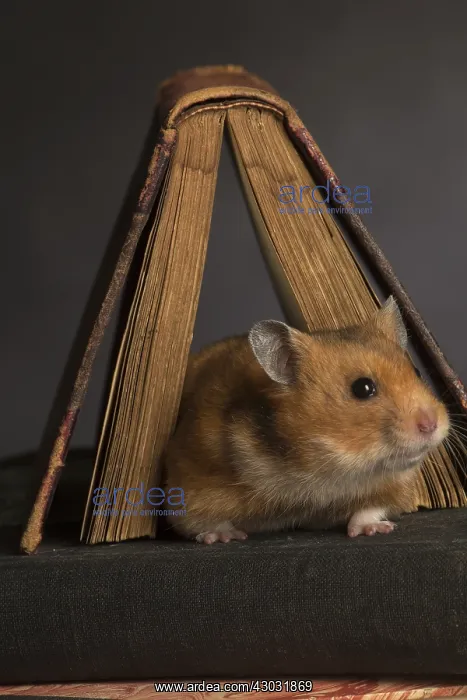 : Hamster dore Hamster dor Hamster dore : Hamster dore Hamster dor Hamster dore