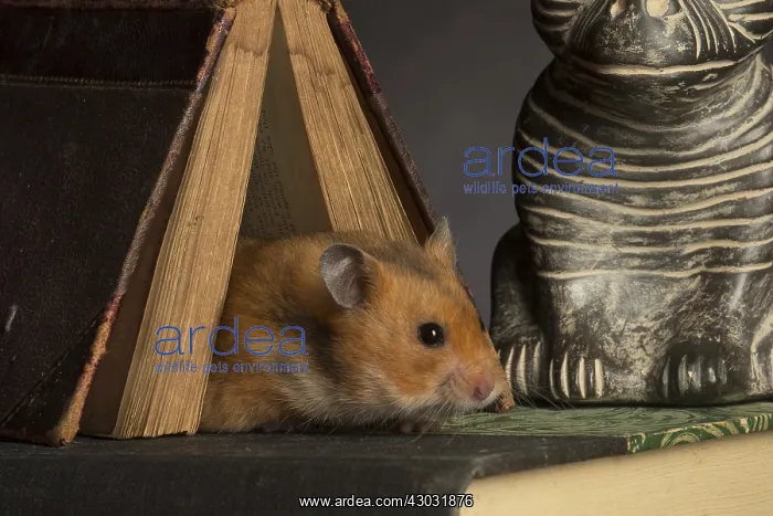 : Hamster dore Hamster dor Hamster dore : Hamster dore Hamster dor Hamster dore