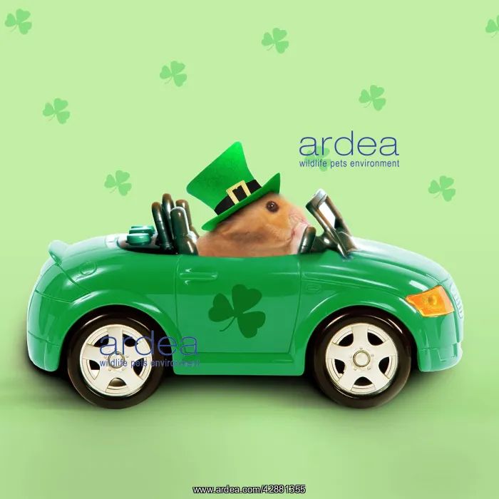 : Hamster - driving car - Saint Patrick's Day : Hamster - driving car - Saint Patrick's Day