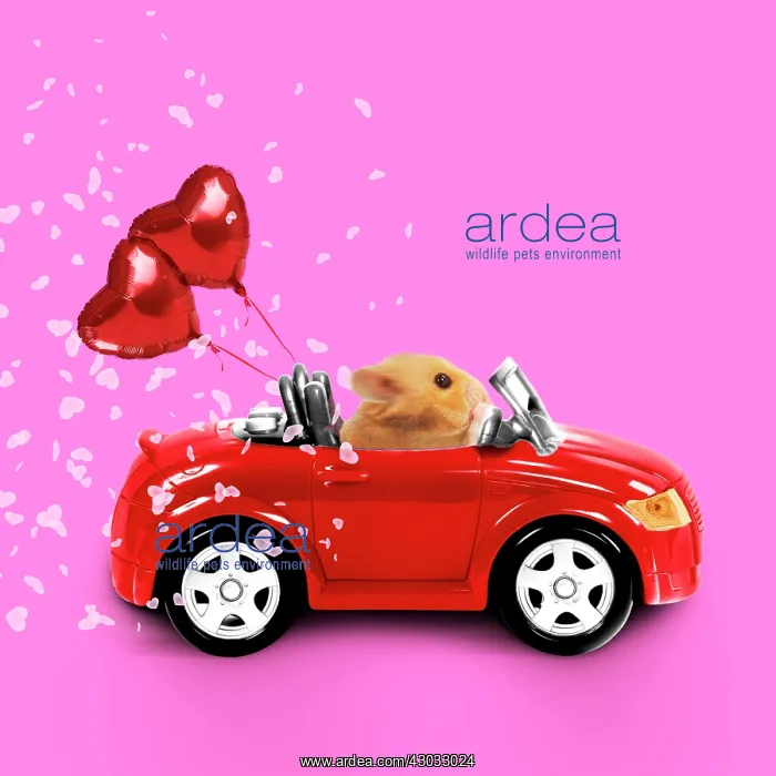 : Hamster driving miniature red sports convertible : Hamster driving miniature red sports convertible