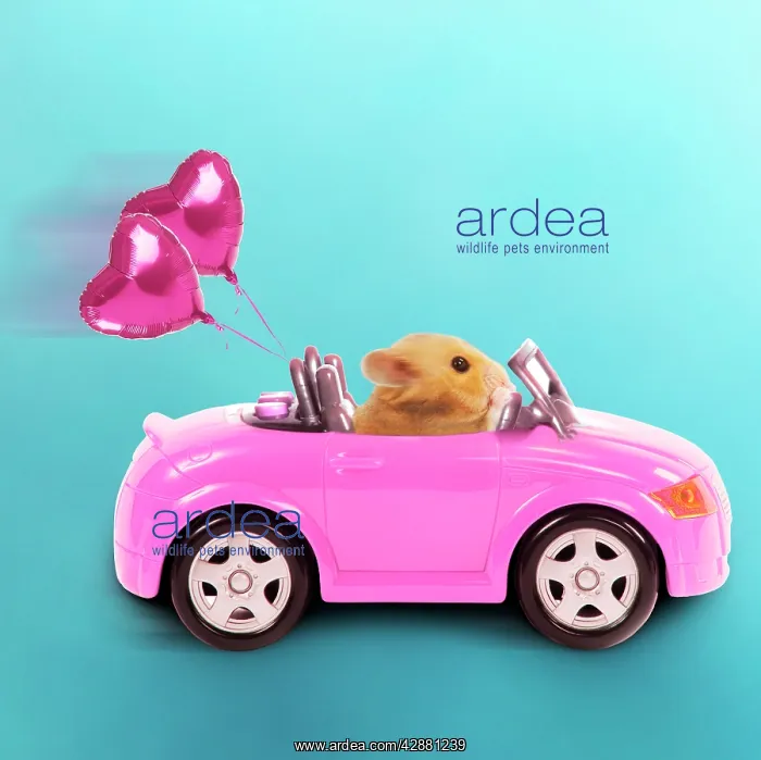 : Hamster driving miniature sports convertible car : Hamster driving miniature sports convertible car