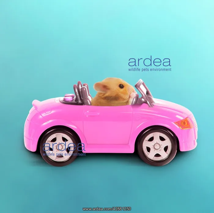 : Hamster driving miniature sports convertible car : Hamster driving miniature sports convertible car