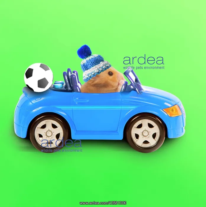 : Hamster driving miniature sports convertible car : Hamster driving miniature sports convertible car