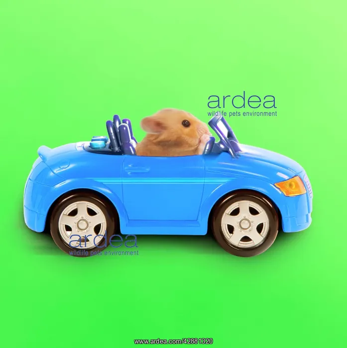 : Hamster driving miniature sports convertible car : Hamster driving miniature sports convertible car