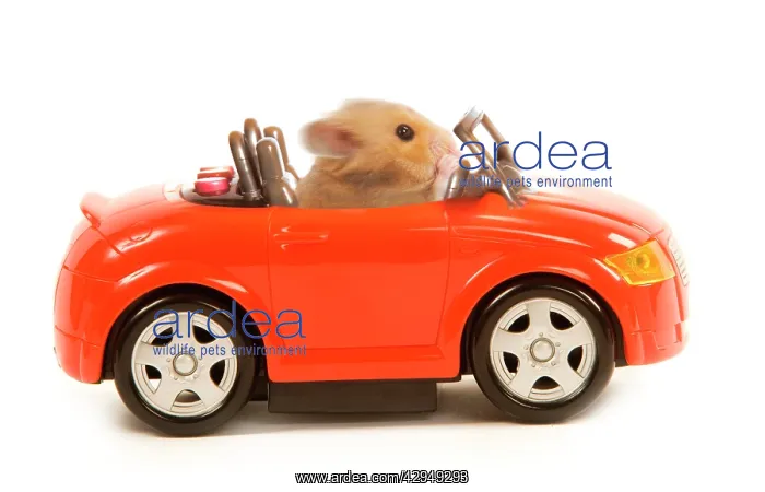  : Hamster driving miniature sports convertible car